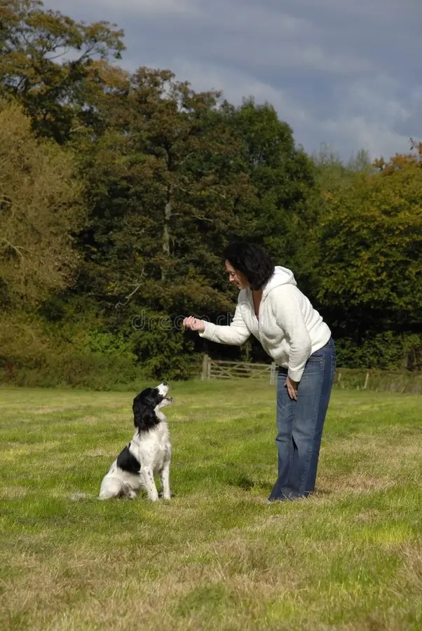 English Springer Spaniel Being Picture. Image 3249547