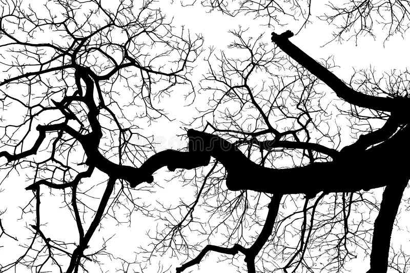 Tree branches stock image. Image of nature, branch, design 38102865