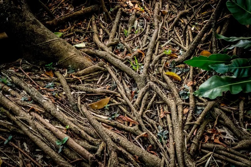 Tree root web stock image. Image of life, tangle, root 98031673