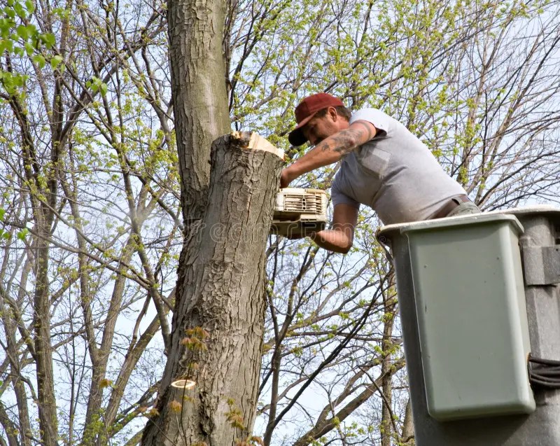 Tree Worker stock photo. Image of safety, lift, occupation 2352772
