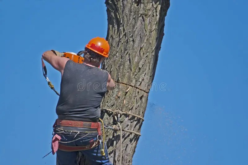 Tree Removal stock image. Image of work, workers, trades 24674343