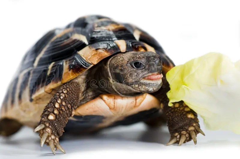 Turtle Open Mouth Stock Photos Download 214 Royalty Free