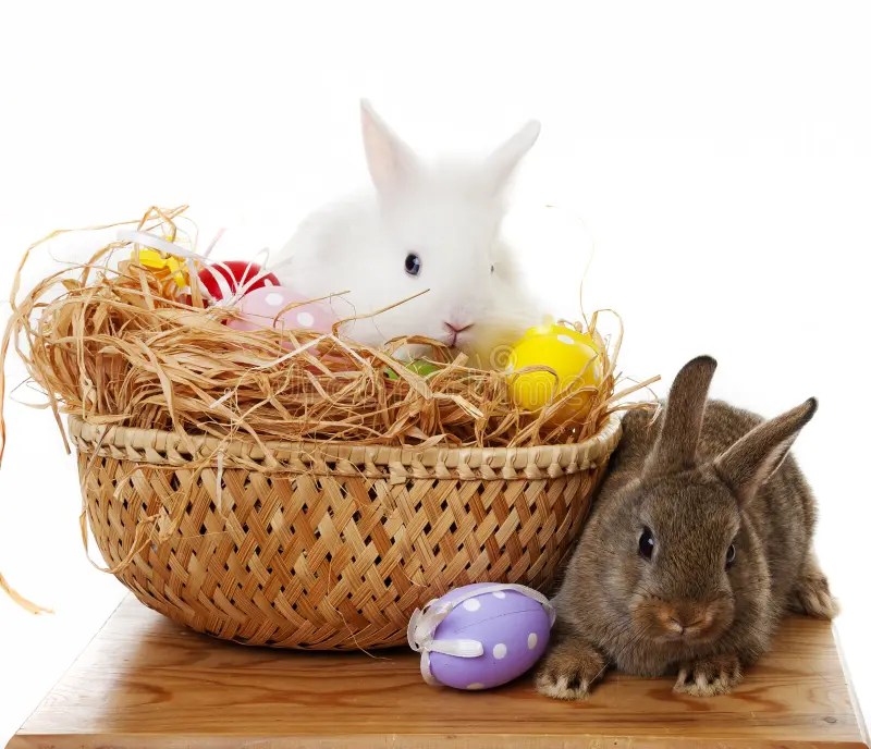 Two Easter Rabbits and Easter Eggs Stock Image Image of furry, baby