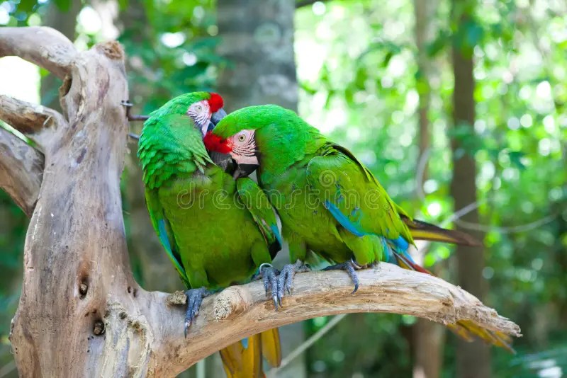 Two parrots on a tree stock photo. Image of leafs, interacting 27821964