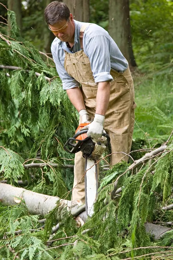 Using chainsaw stock photo. Image of sawing, chain, coveralls 10156828