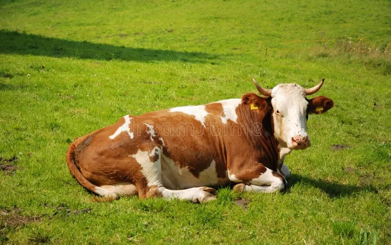 Vaca imagem de stock. Imagem de turismo, agricultura, leiteria 3170149