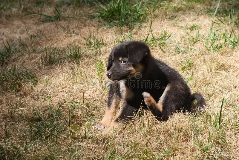Valp fotografering för bildbyråer. Bild av roligt, melankoliskt 60019263