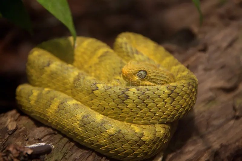 Variable Bush Viper Snake stock photo. Image of reptile 18258122