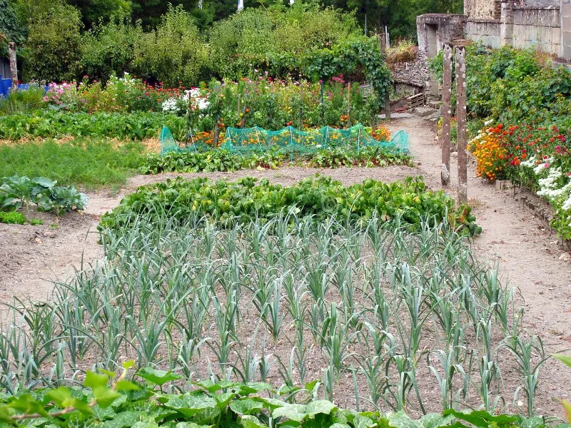 Vegetable patch stock photo. Image of natural, farm, flowers 12787486