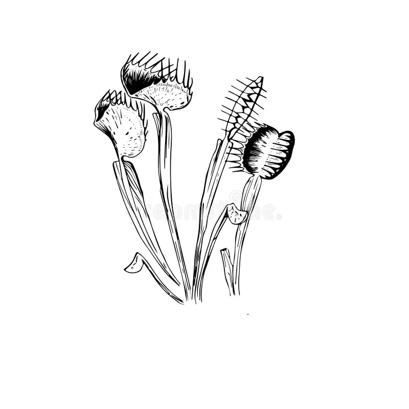 Venus Flytrap Stock Illustrations – 287 Venus Flytrap Stock Illustrations, Vectors & Clipart - Dreamstime 800_x_800_jpg