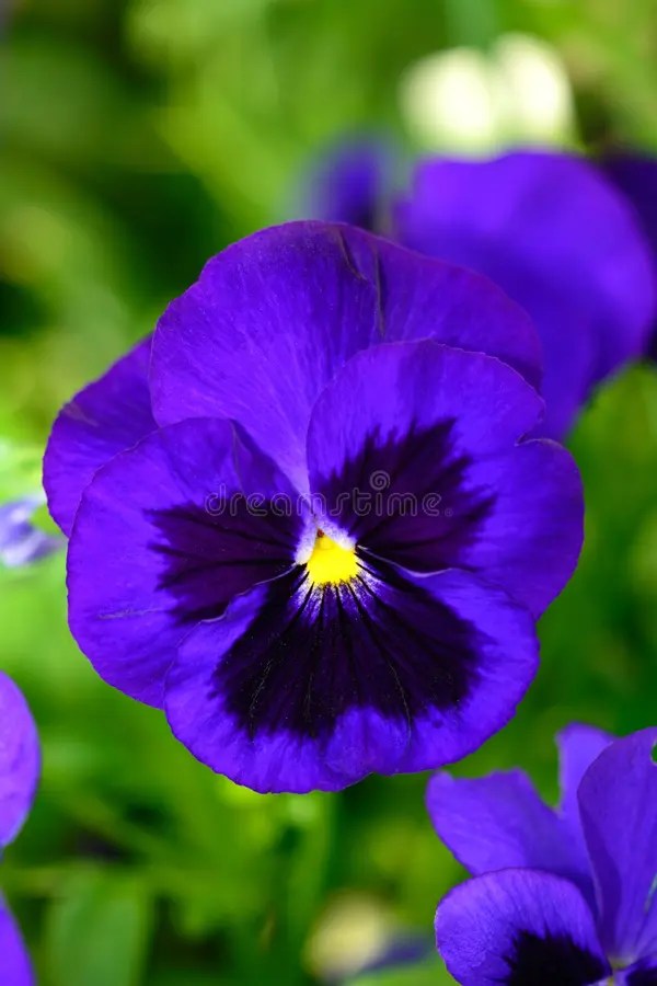 Violet stock photo. Image of violets, pink, bloom, erabcea 40263432