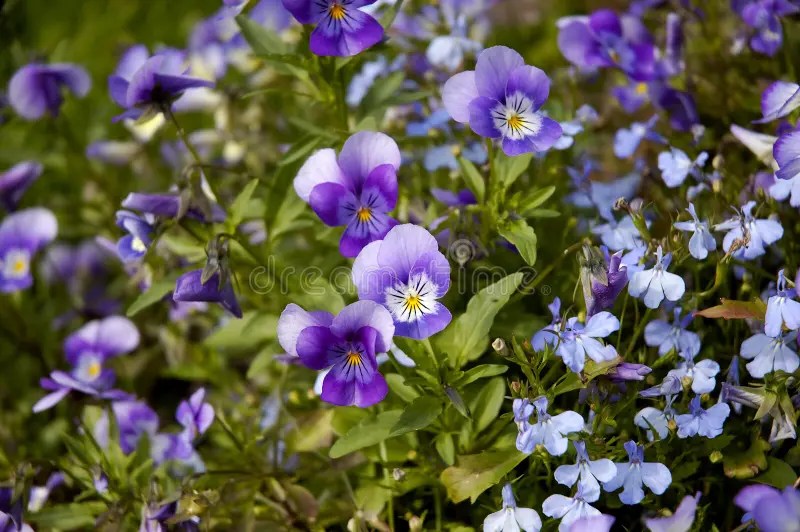 Violet flower stock image. Image of nature, backgrounds 13932417