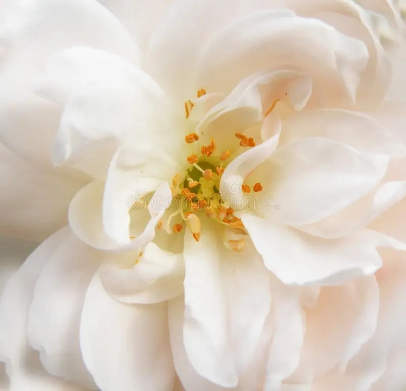 Delicate White Flower Bloom Stock Photo Image of flowery, dream 2493560