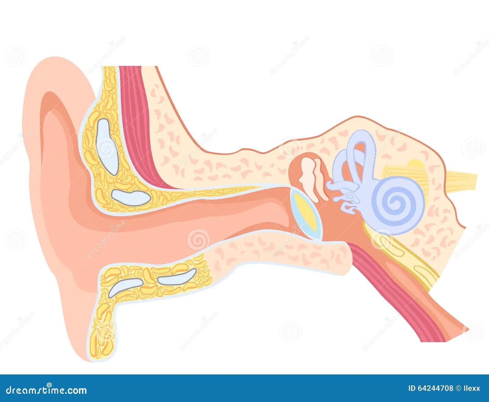 Anatomy of the human ear stock vector. Illustration of tube 64244708