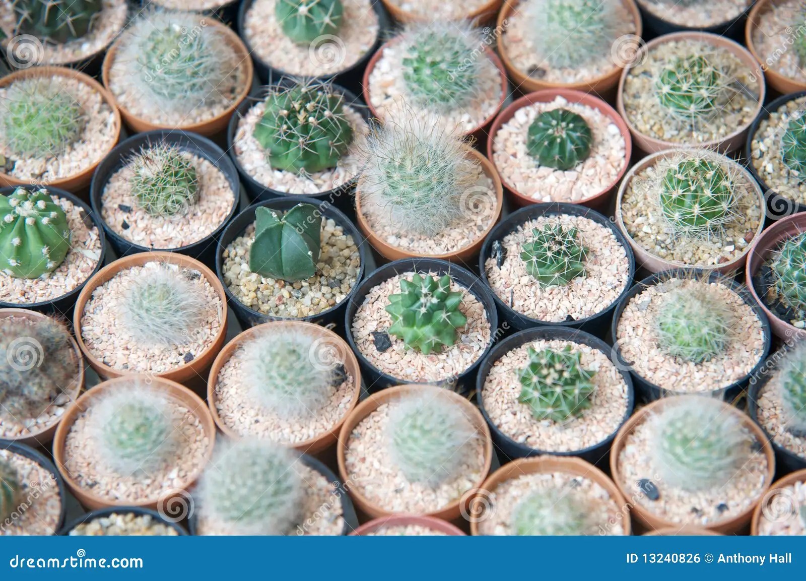 Array of Small Succulents in Tiny Pots Stock Photo Image of plant