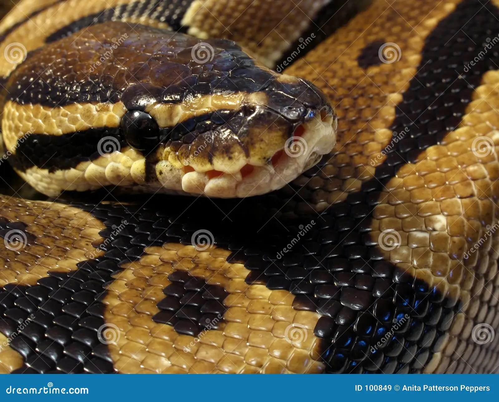 Ball python close up stock image. Image of python, close 100849