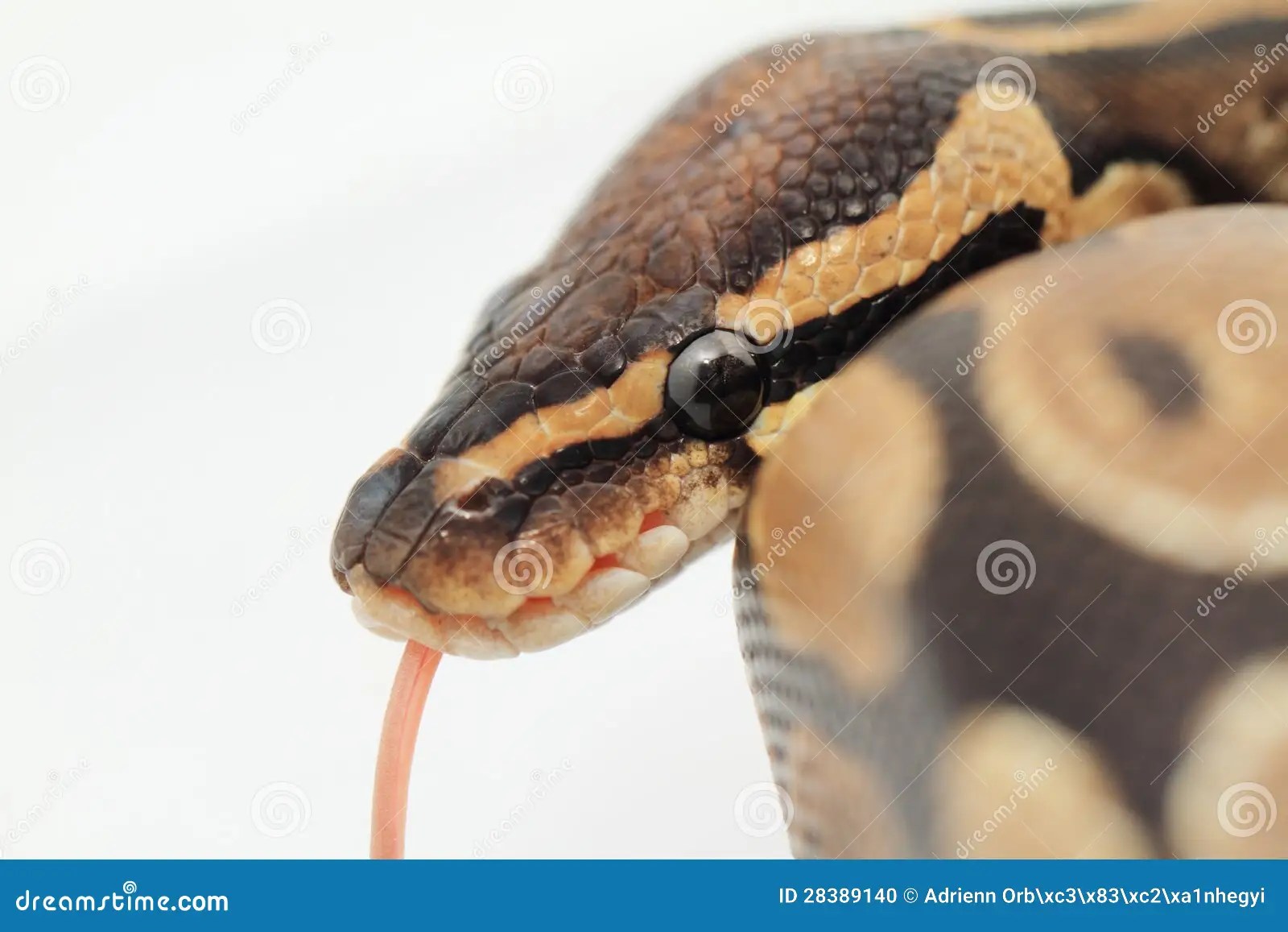 Ball Python close up stock photo. Image of slither, head 28389140