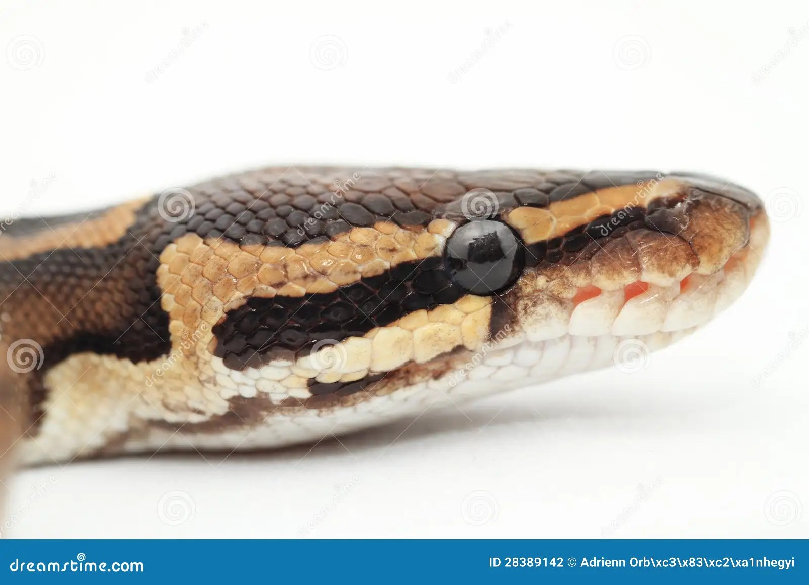 Ball Python close up stock photo. Image of close, reptile 28389142
