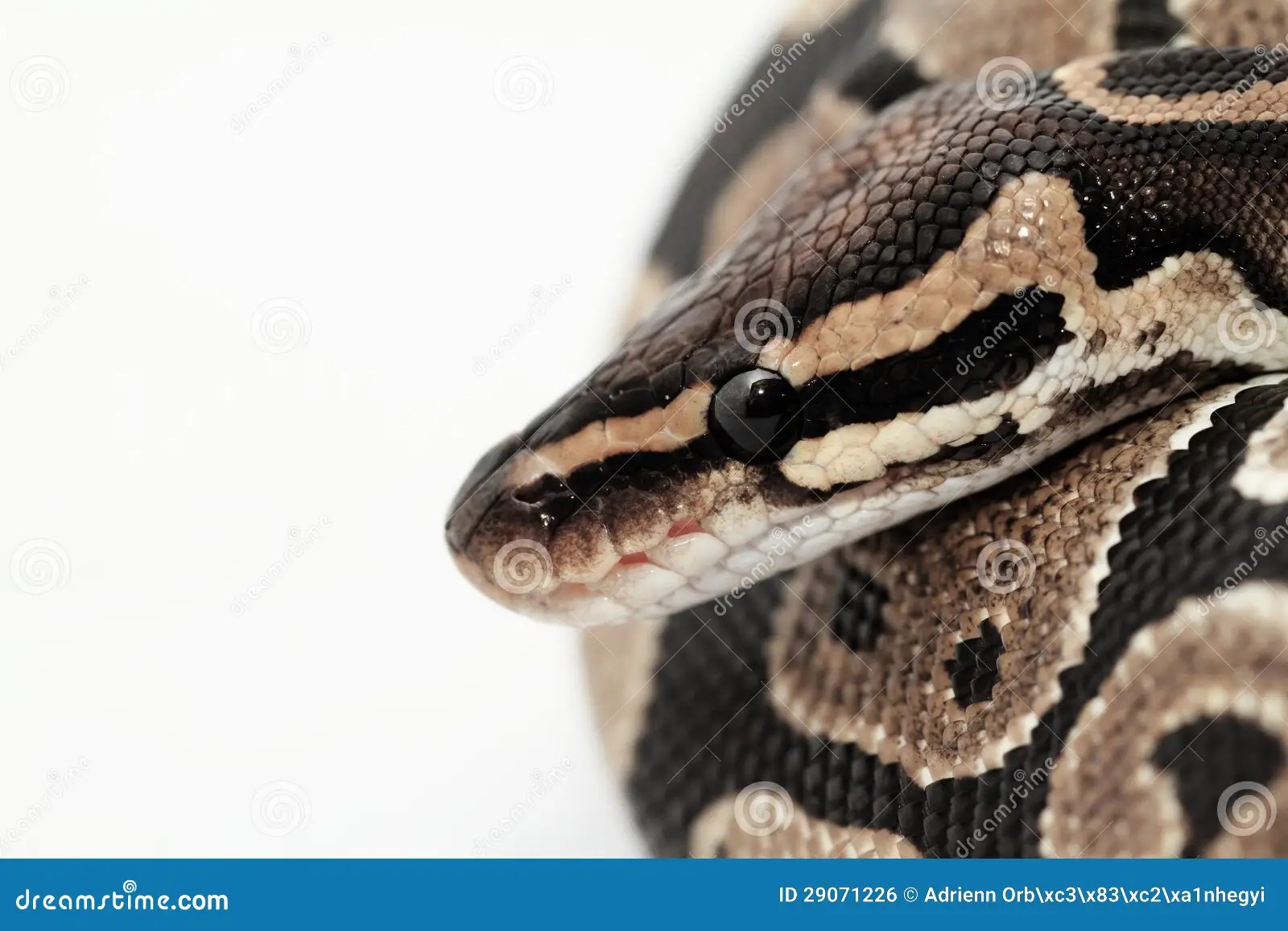 Ball Python Close Up Royalty Free Stock Image Image 29071226