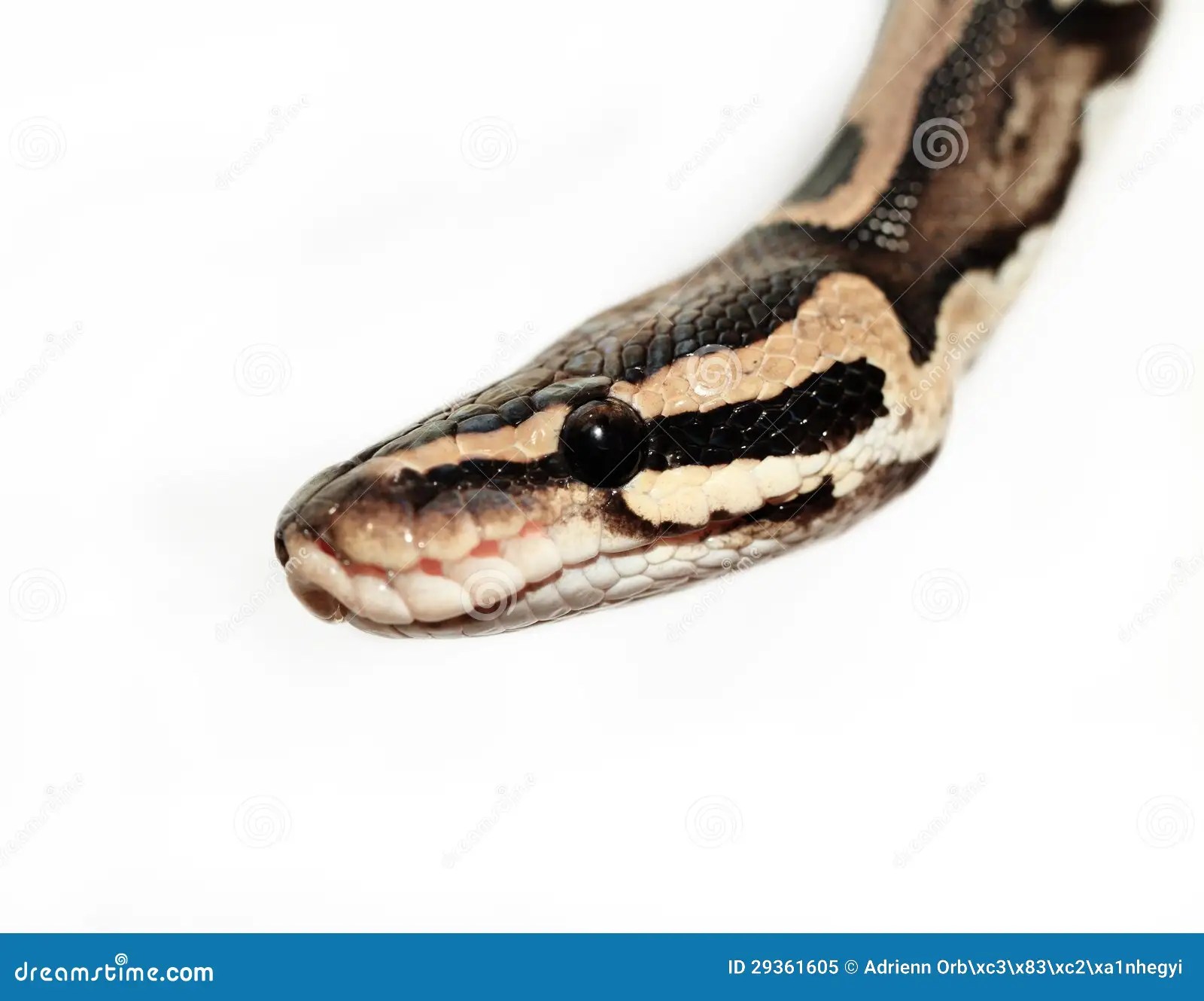 Ball Python close up stock image. Image of exotic, face 29361605