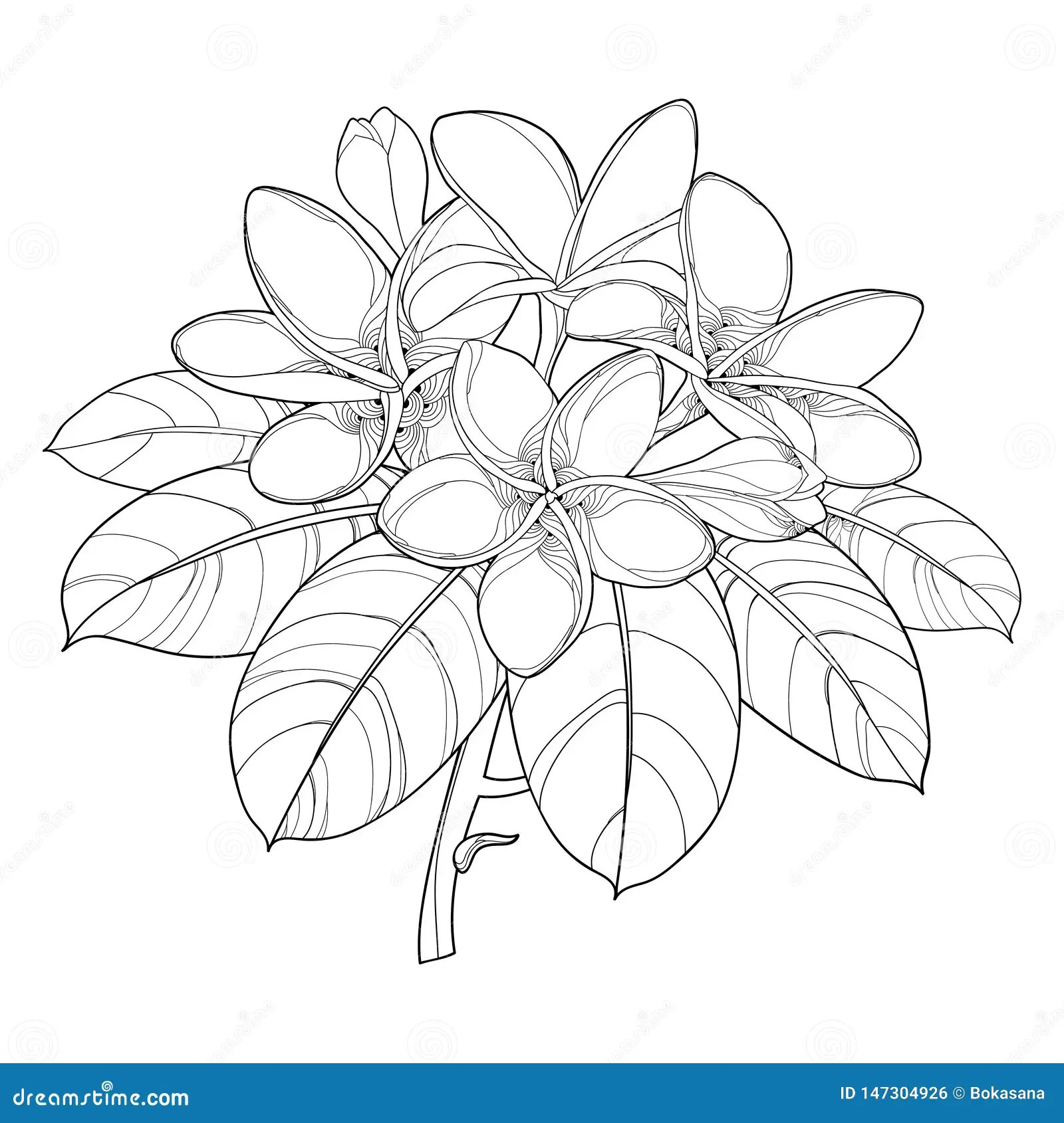 Outline Frangipani Flower Coloring Pages, Plumeria Flower Drawing