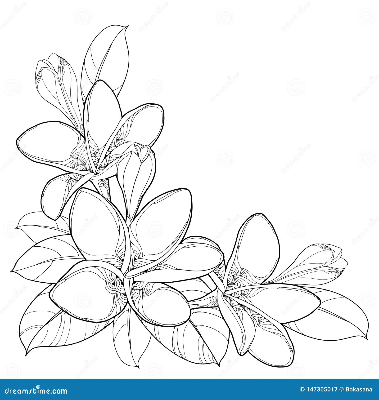 Outline Frangipani Flower Coloring Pages, Plumeria Flower Drawing