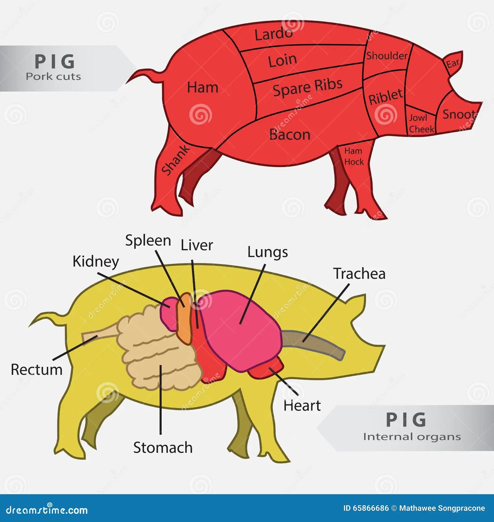 Basic Pig Internal Organs and Cuts Chart Stock Illustration