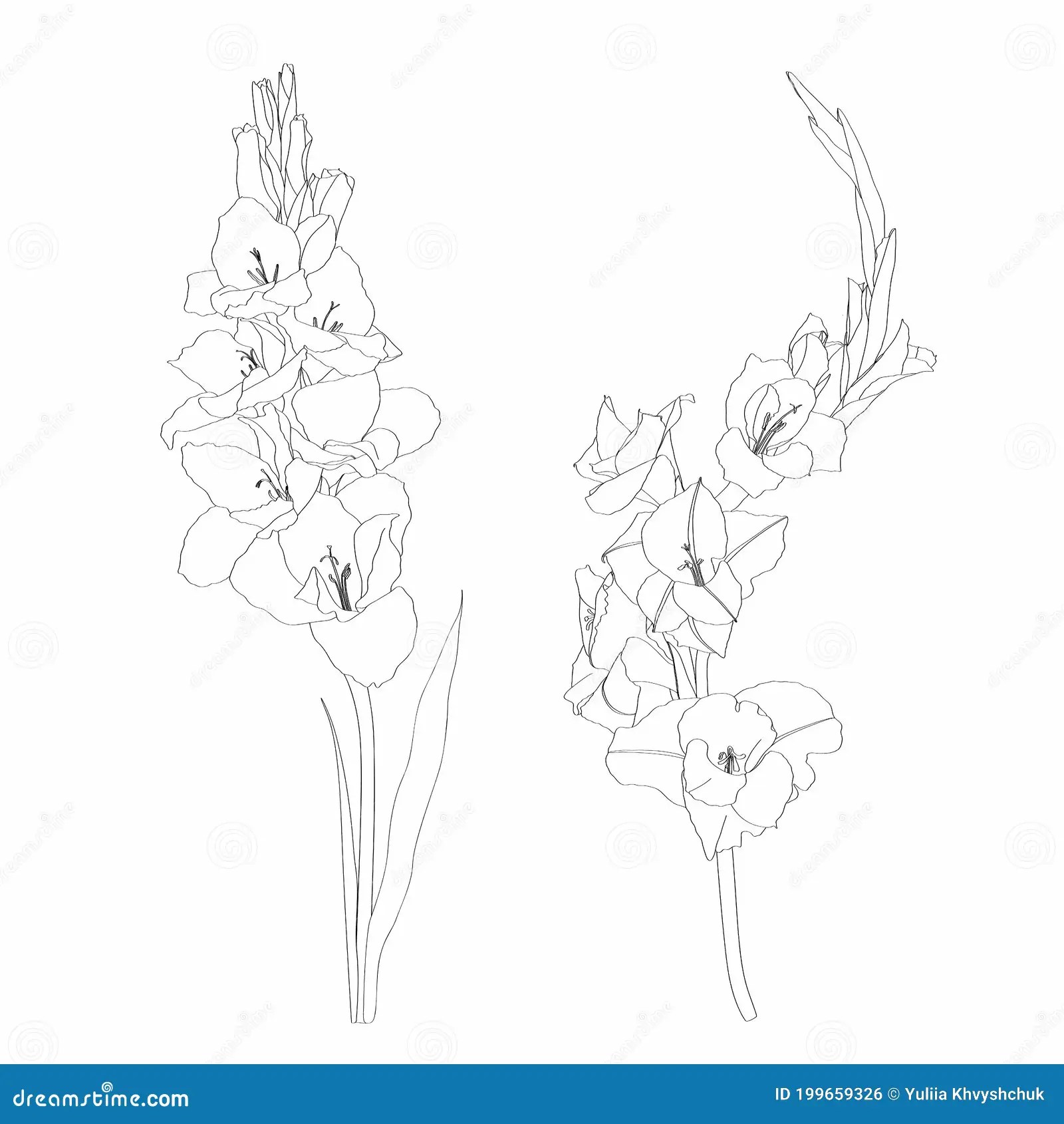 Basic RGBBlack And White Lineart Image Of A Flower Gladiolus. Floral