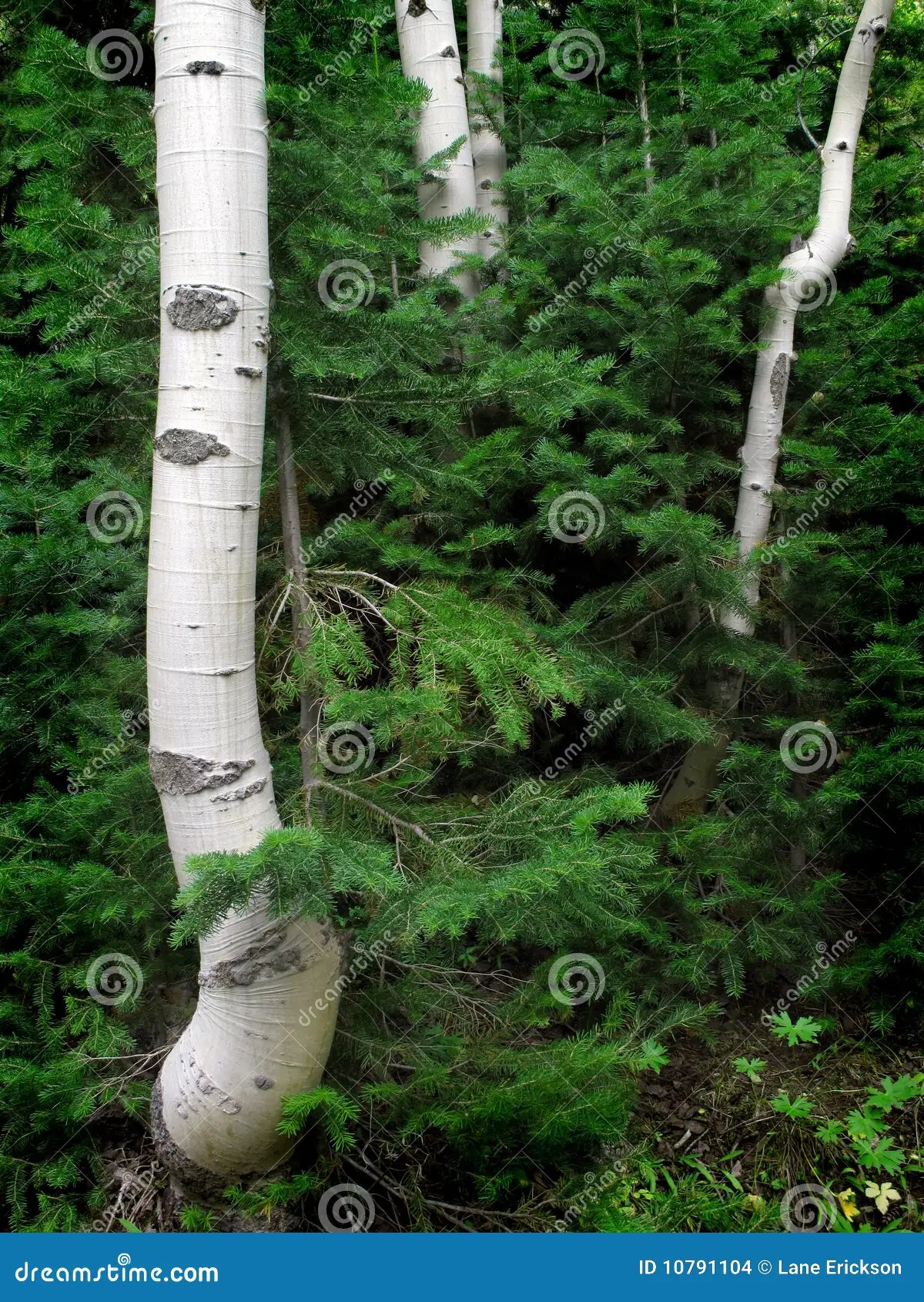 Birch and Pine Trees stock photo. Image of bright, colour 10791104