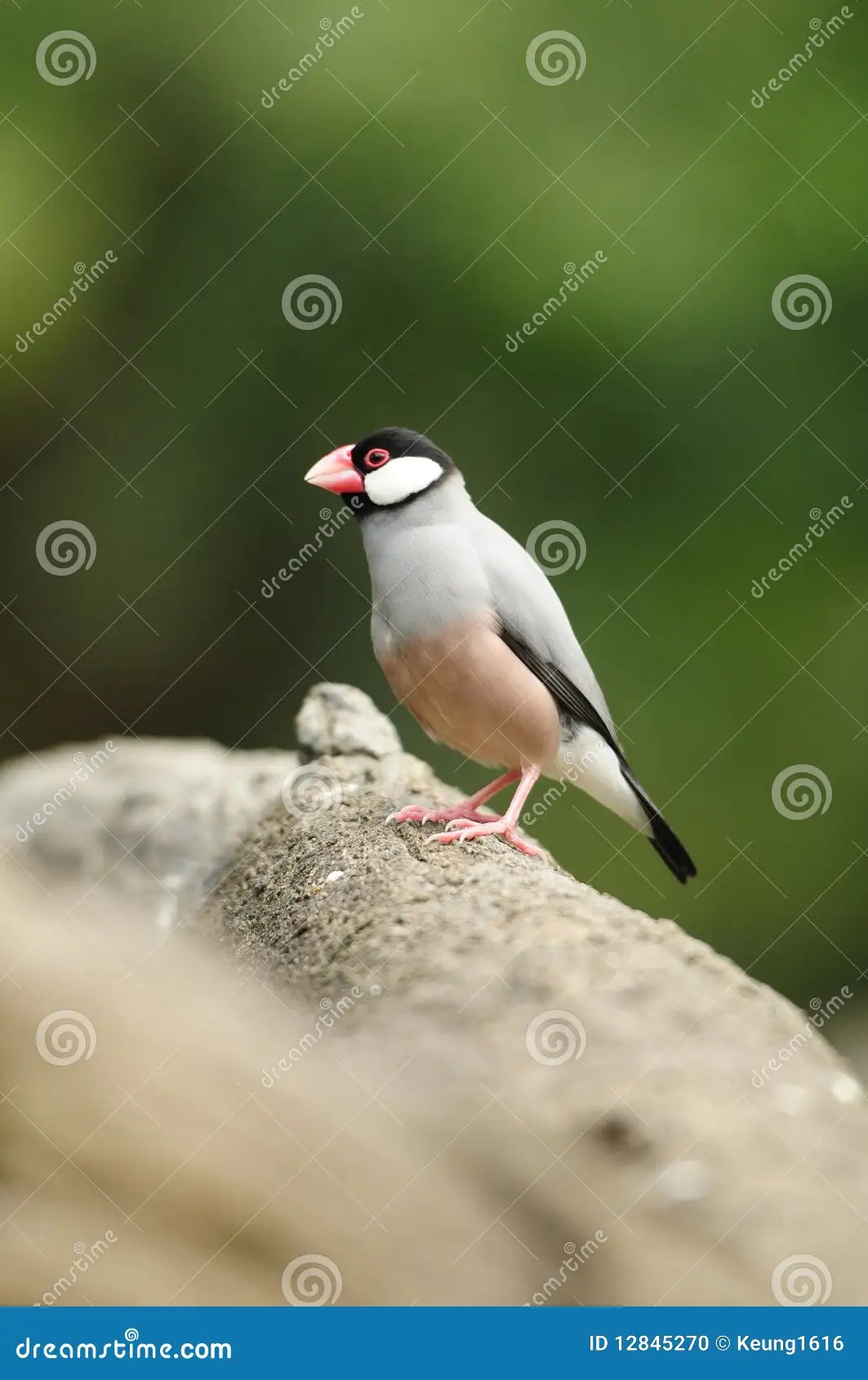 Bird java sparrow stock photo. Image of hong, lory 12845270
