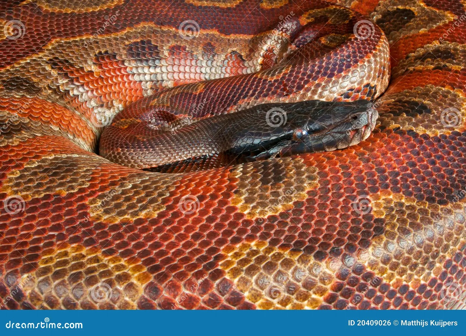 Blood python stock photo. Image of python, brongersmai 20409026