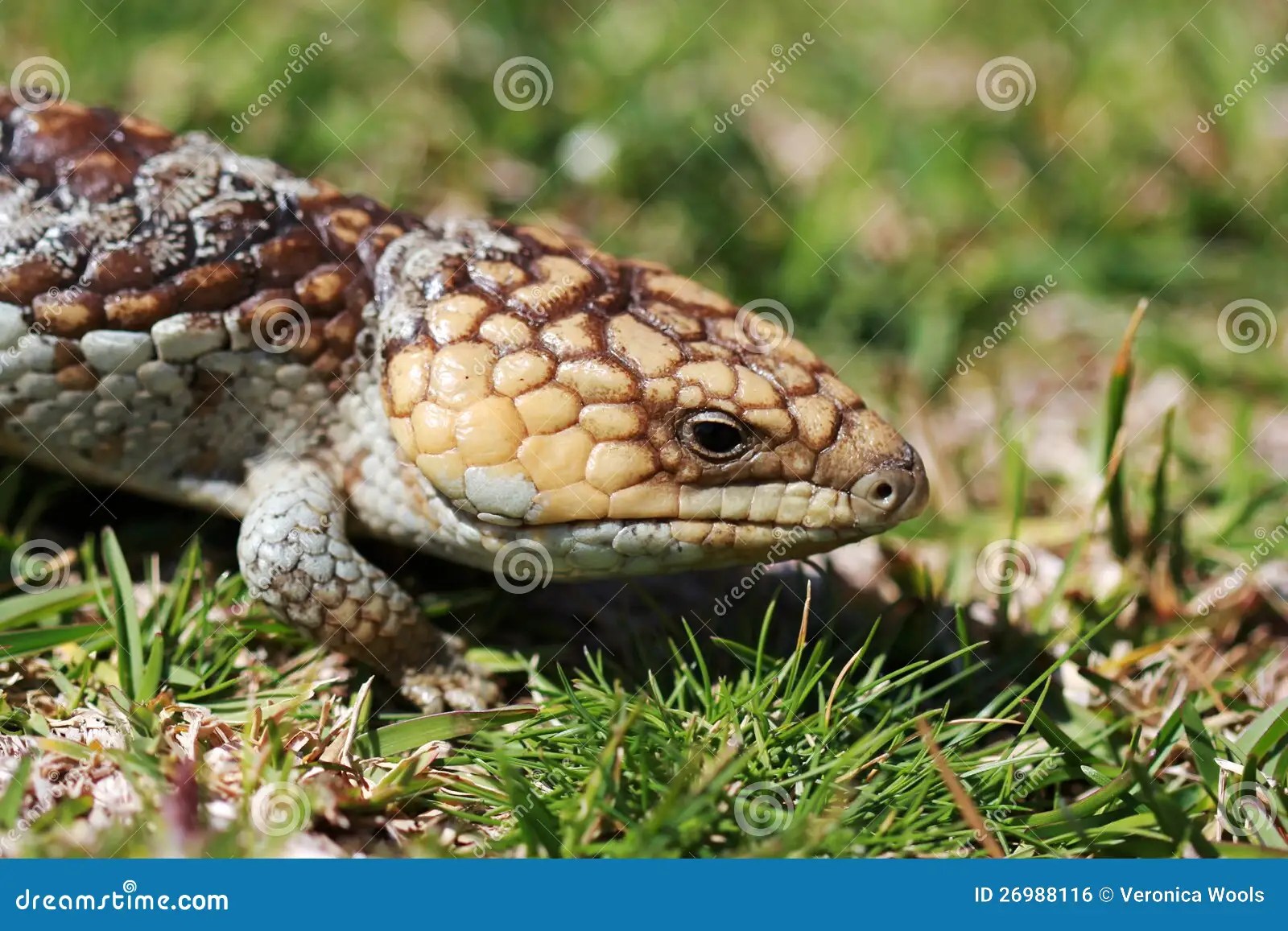 Bobtail Lizard stock photo. Image of stumpy, australian 26988116