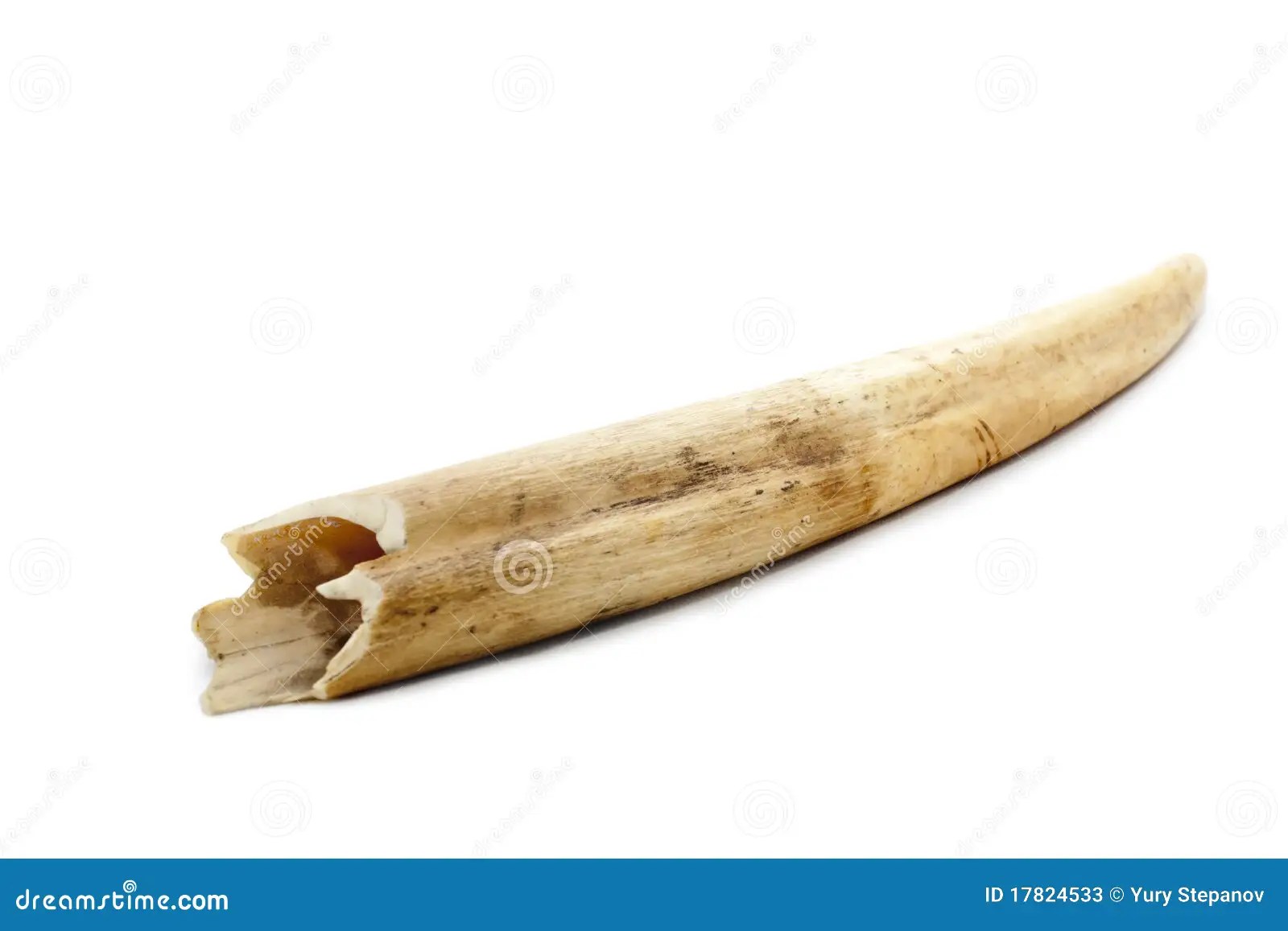 Bone stock image. Image of decay, animal, closeup, food