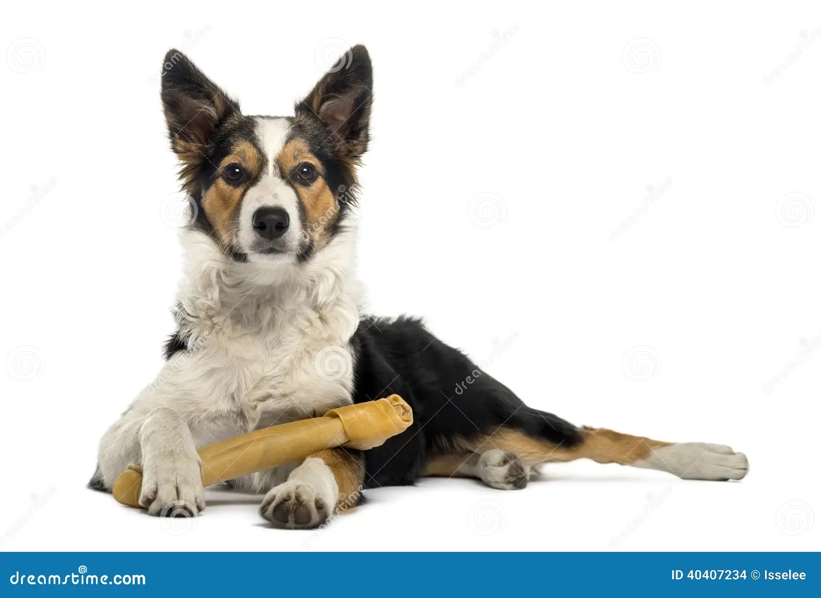 Border Collie Lying With A Bone, Isolated Stock Photo Image of collie, studio 40407234