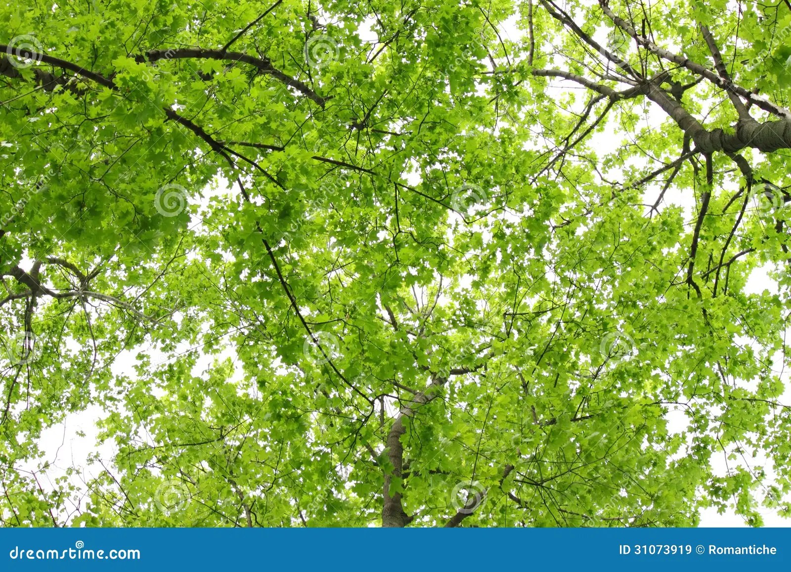 Branches of trees stock image. Image of trunks, forest 31073919