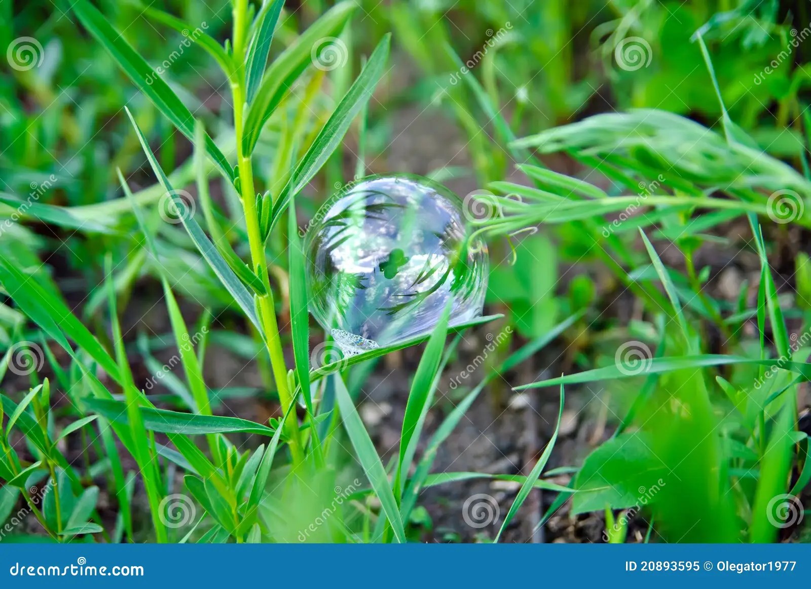 Bubble stock image. Image of bubble, grass, liquid, water 20893595