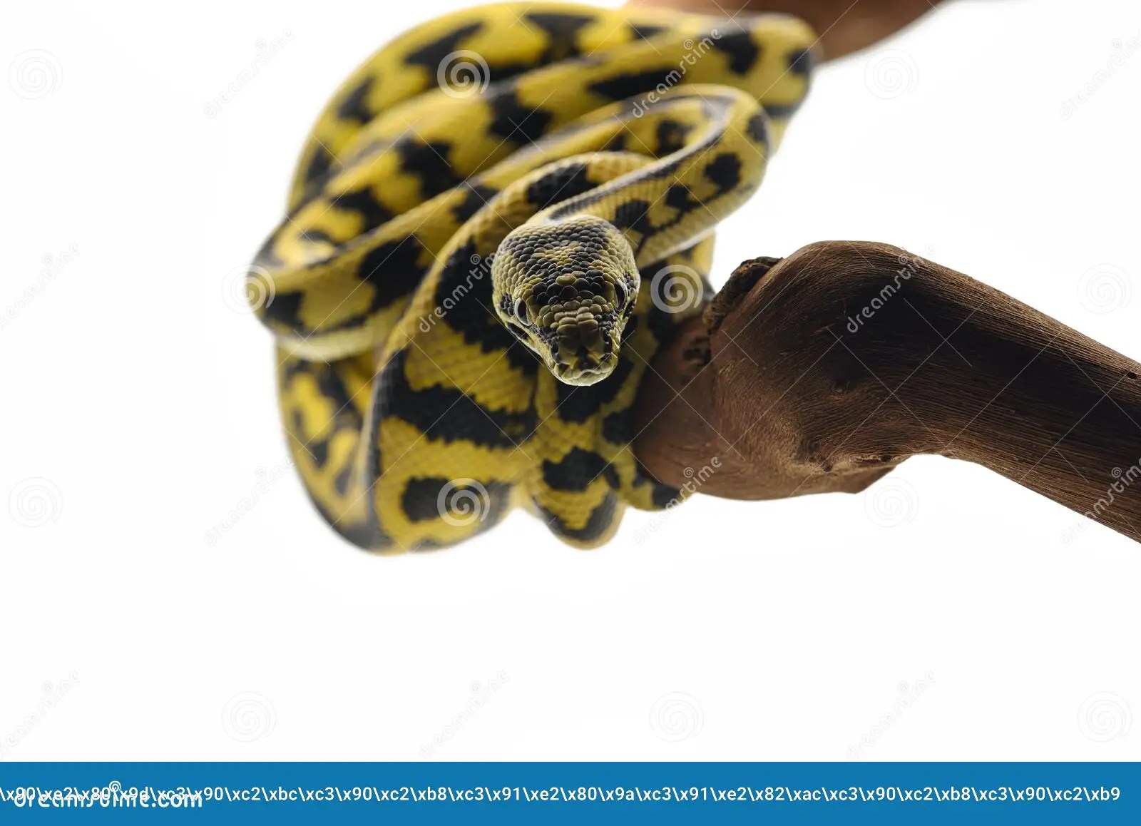 The Carpet Tree Python Isolated on White Background Stock Image Image
