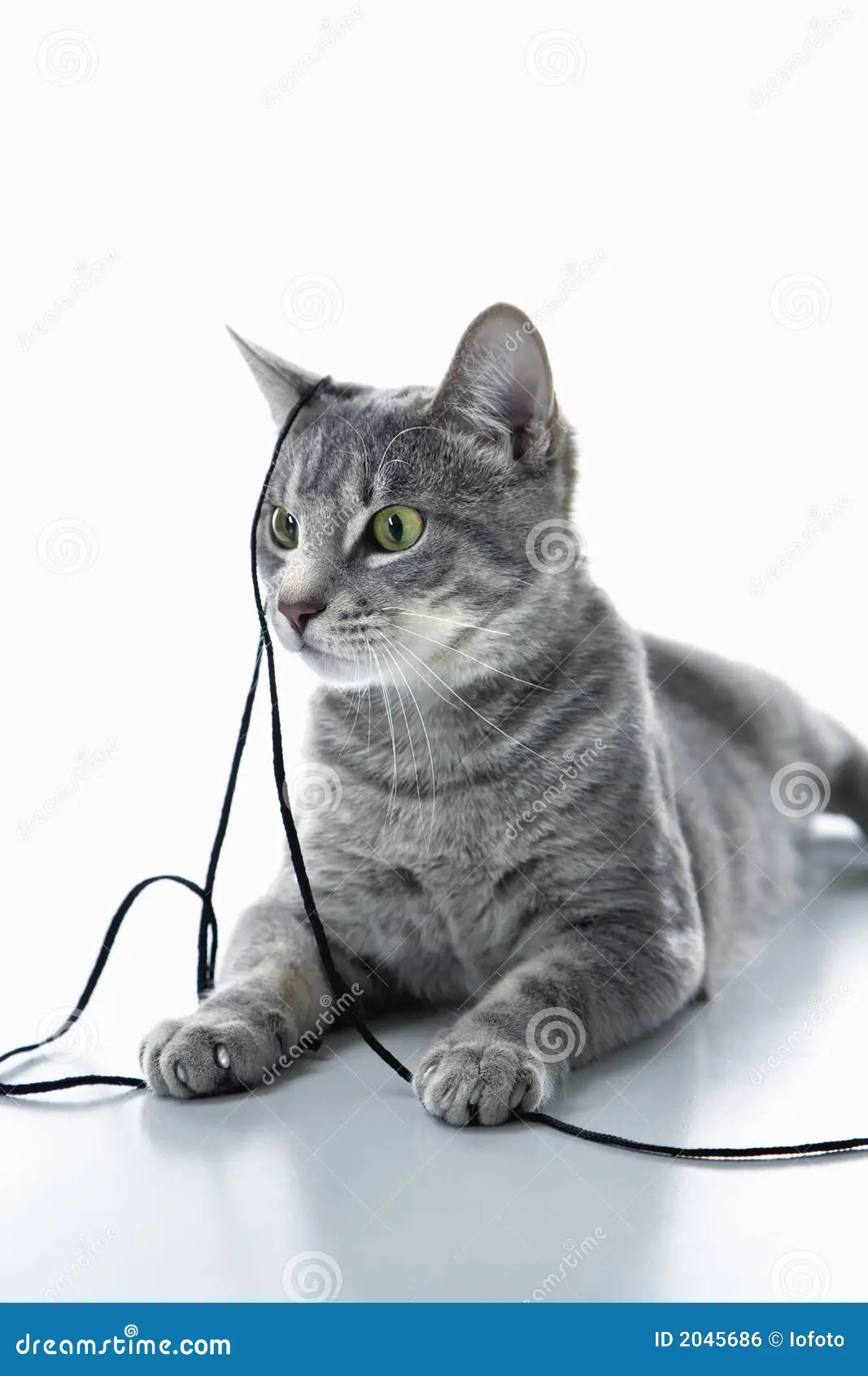 Cats Playing With String
