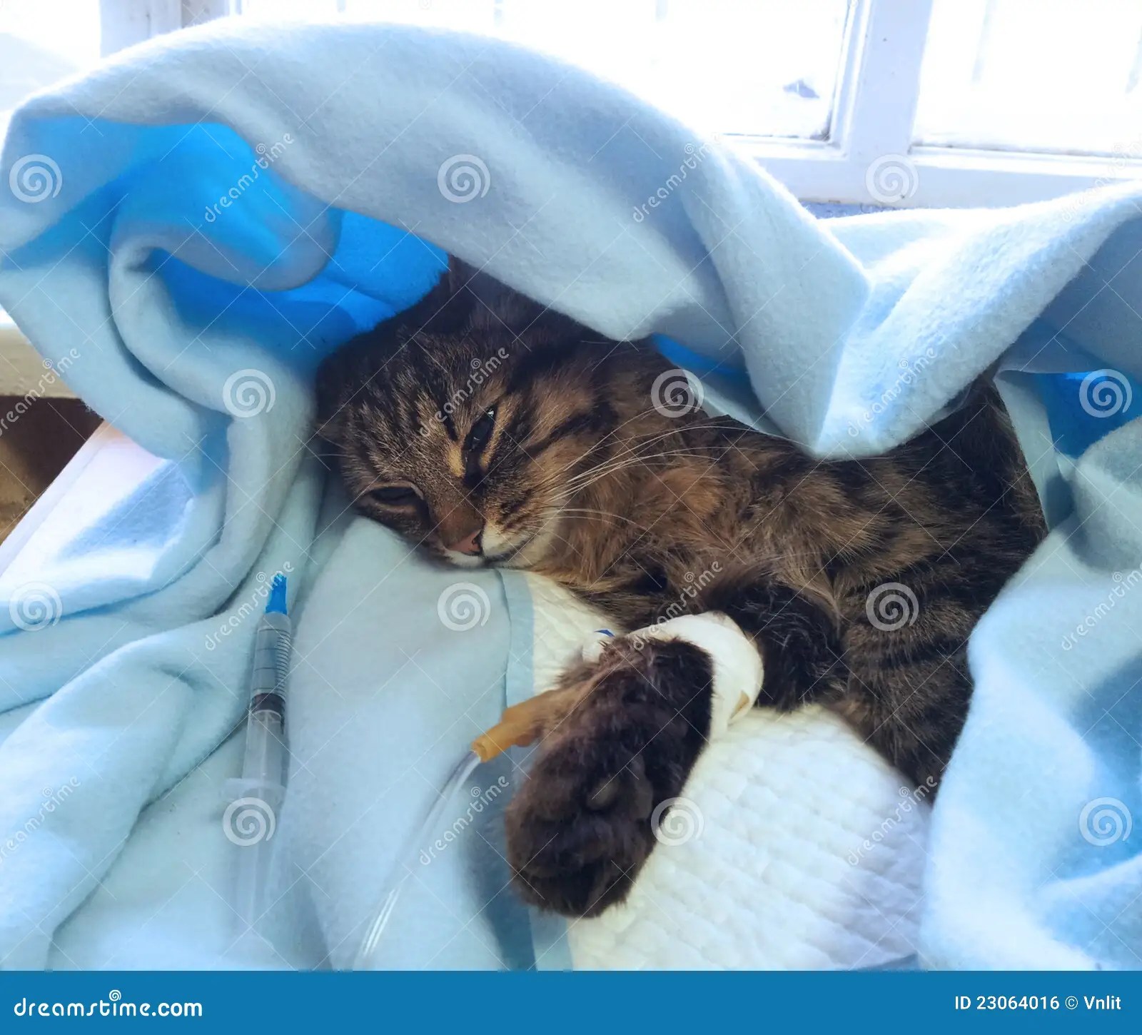 Chat malade photo stock. Image du malade, chat, aide 23064016