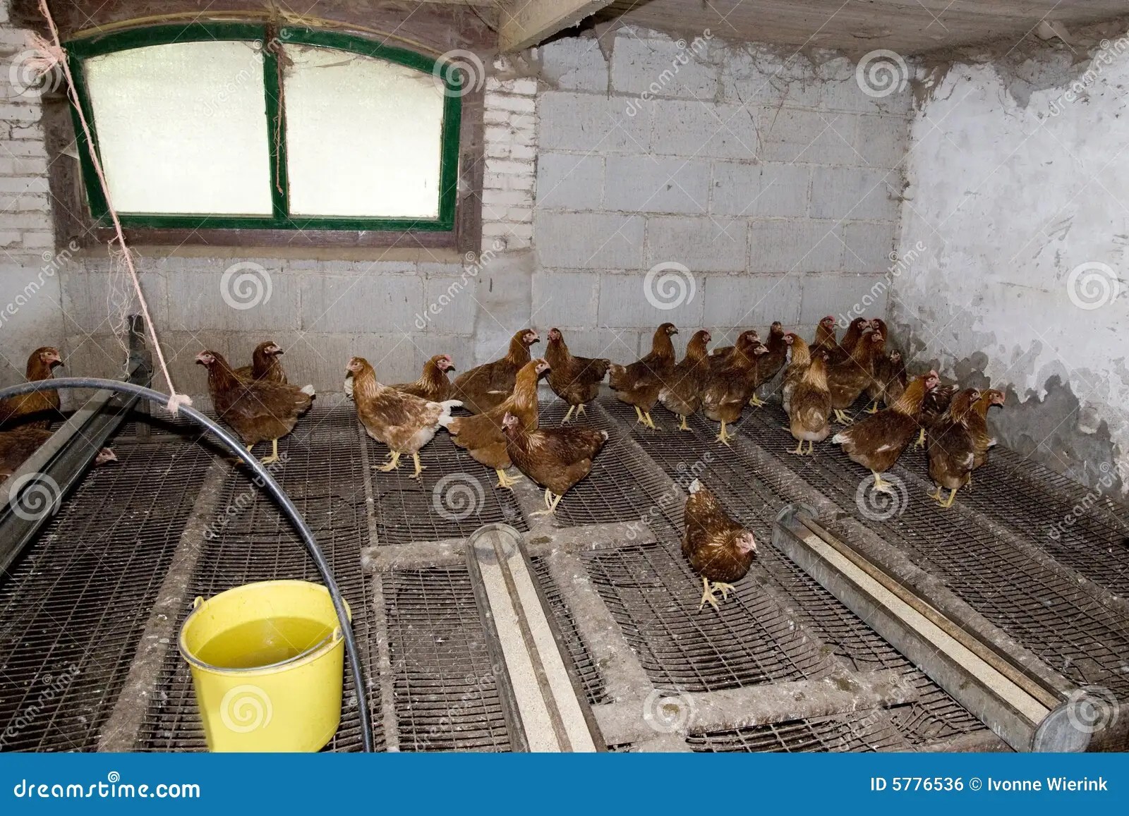 Chickens in the stable stock photo. Image of farm, birds 5776536