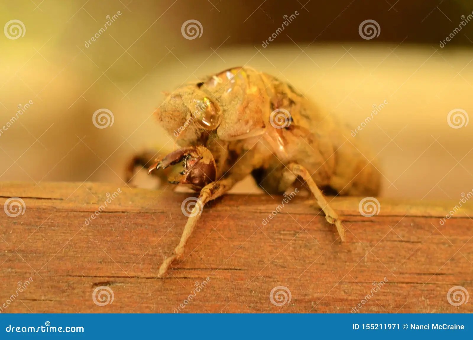 Abandoned Exoskeletons Of Cicadas. RoyaltyFree Stock Photography