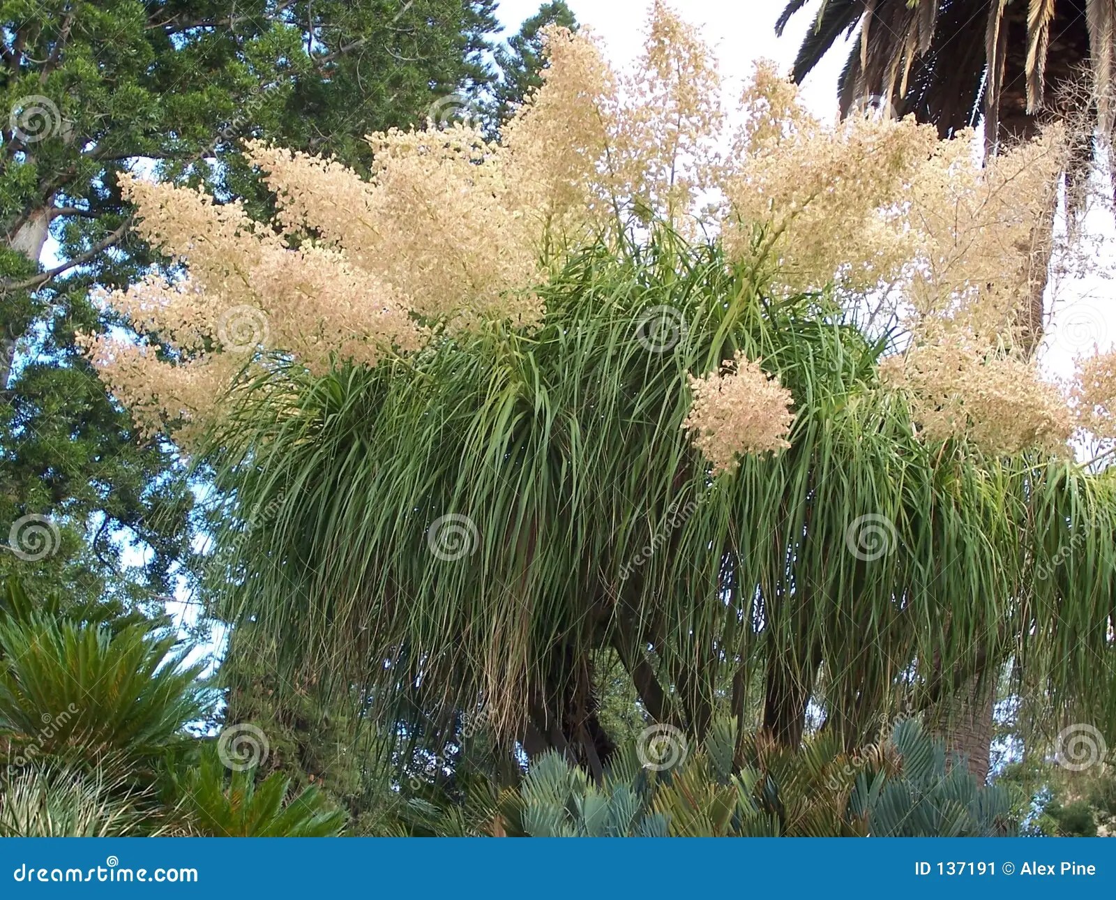 Cloud tree stock image. Image of leaves, botanic, flower 137191