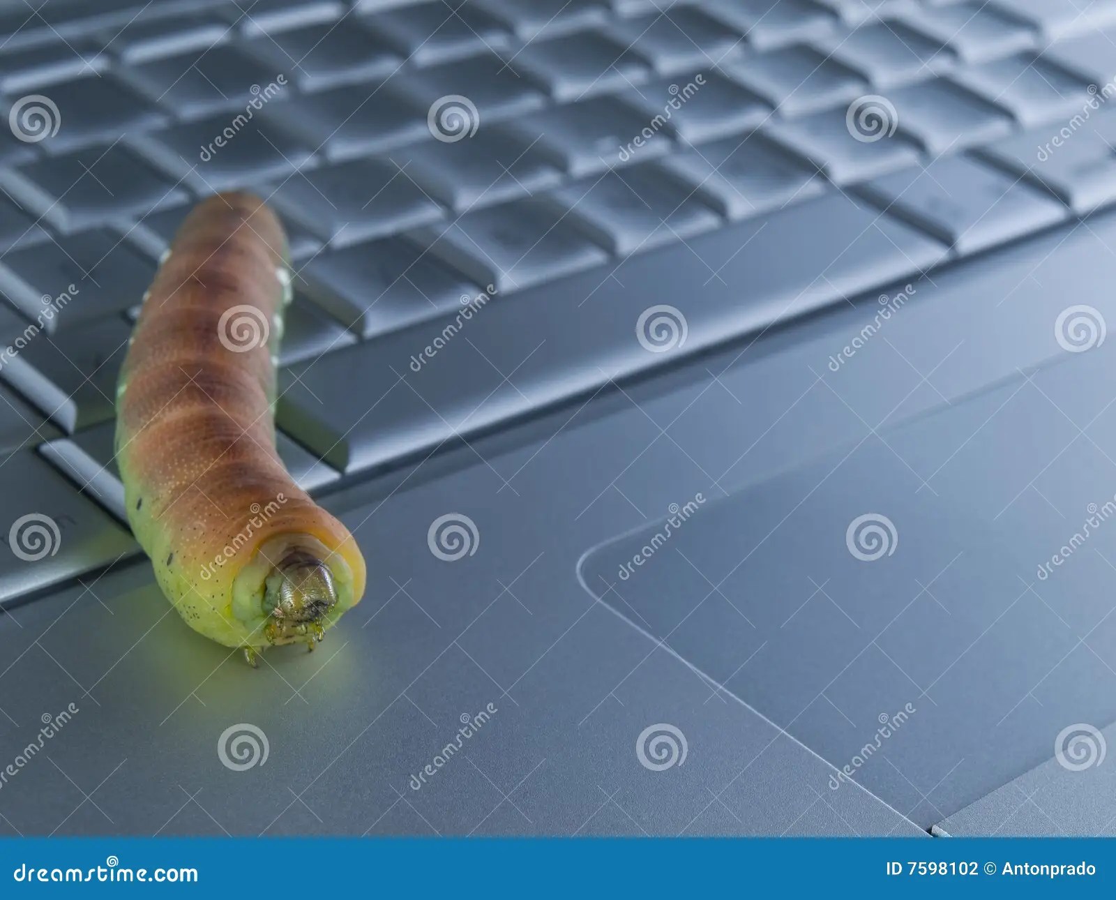 Computer bug stock photo. Image of technology, animal 7598102