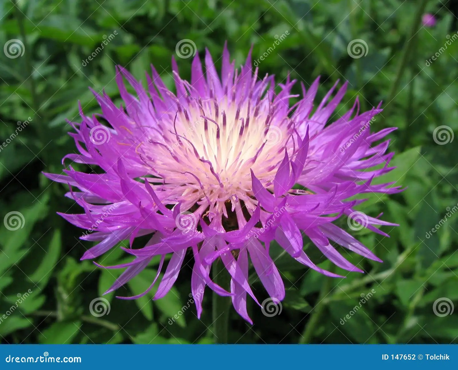 Cornflower stock photo. Image of close, garden, field, nature 147652