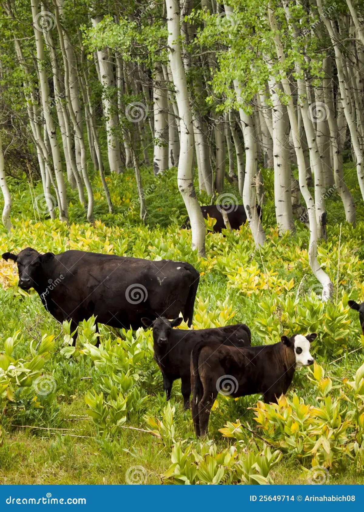 Cows stock photo. Image of cattle, butte, black, county 25649714