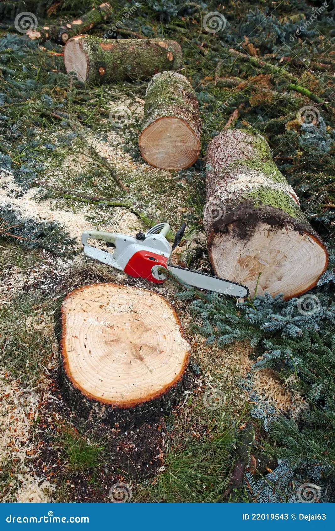 Cut down a tree stock image. Image of branch, forest 22019543