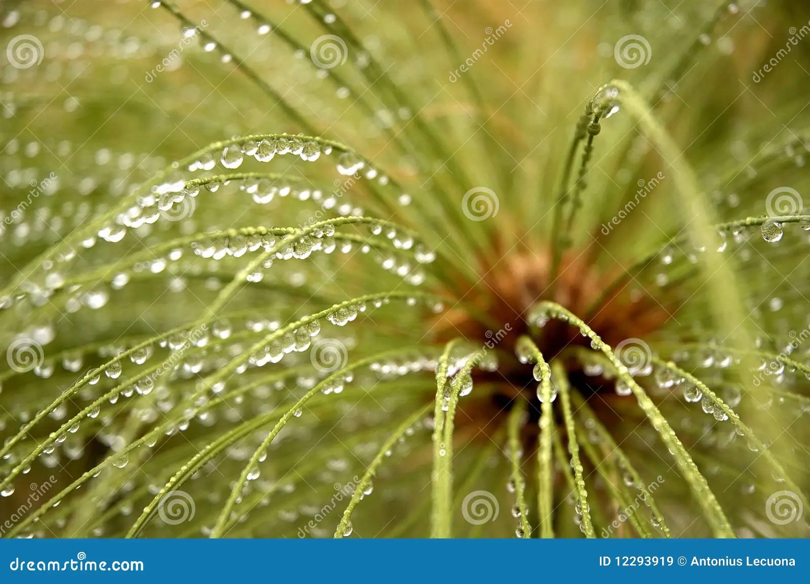 Cyperuspapyrus stockbild. Bild von cyperuspapyrus 12293919