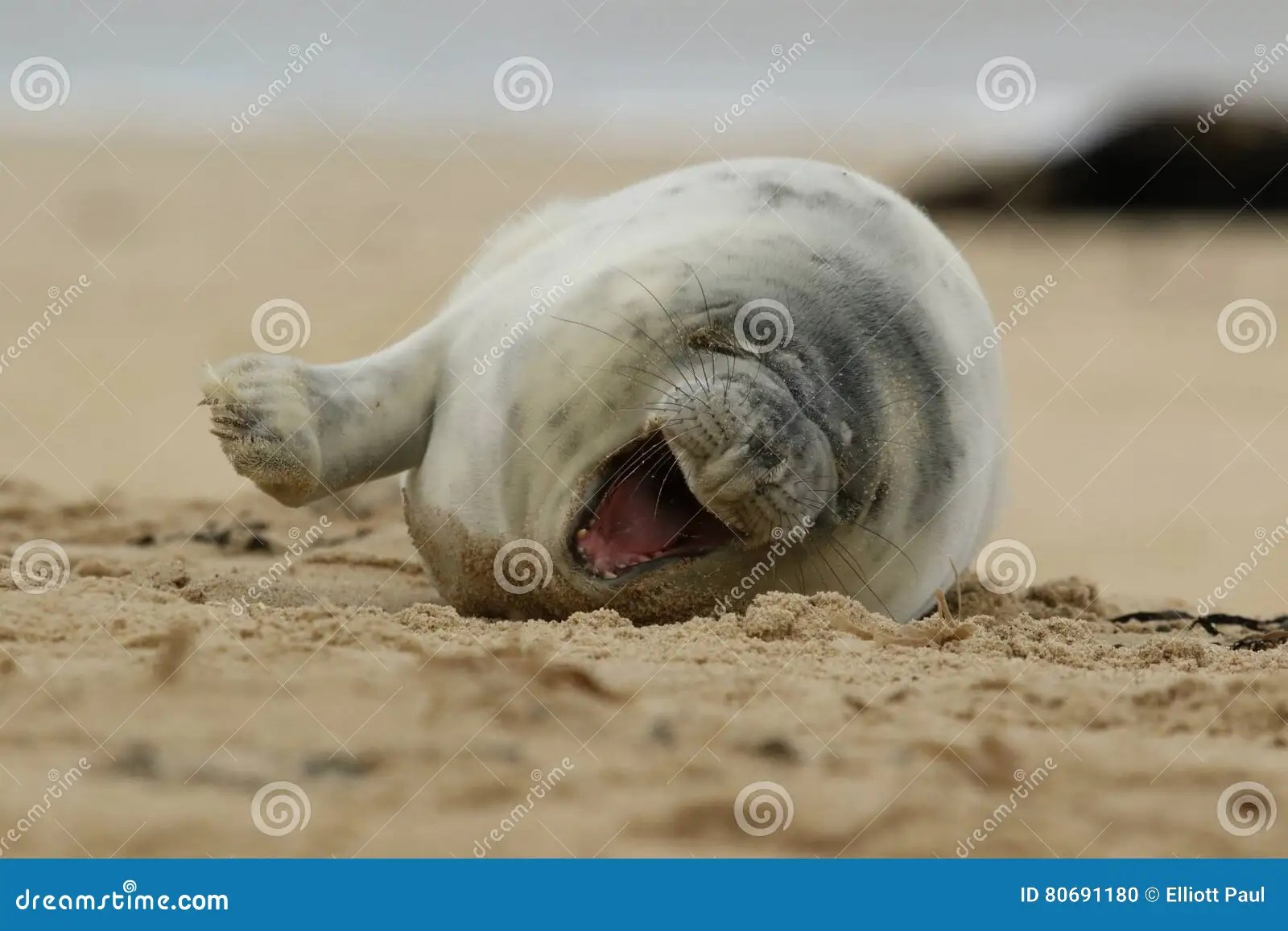 Die lachende Robbe stockfoto. Bild von unterhalten, küste 80691180