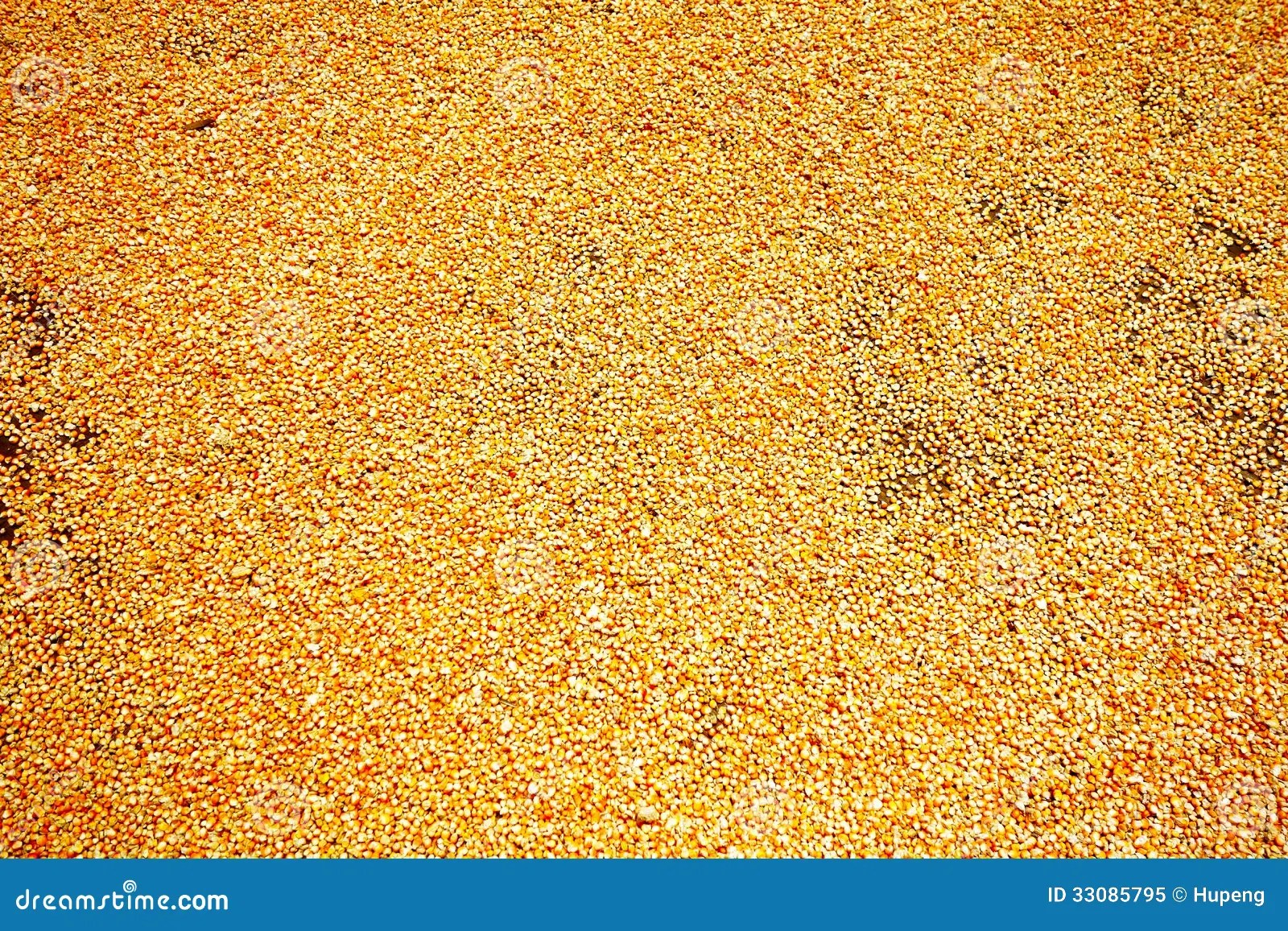 Drying corn kernel stock image. Image of food, farmers 33085795