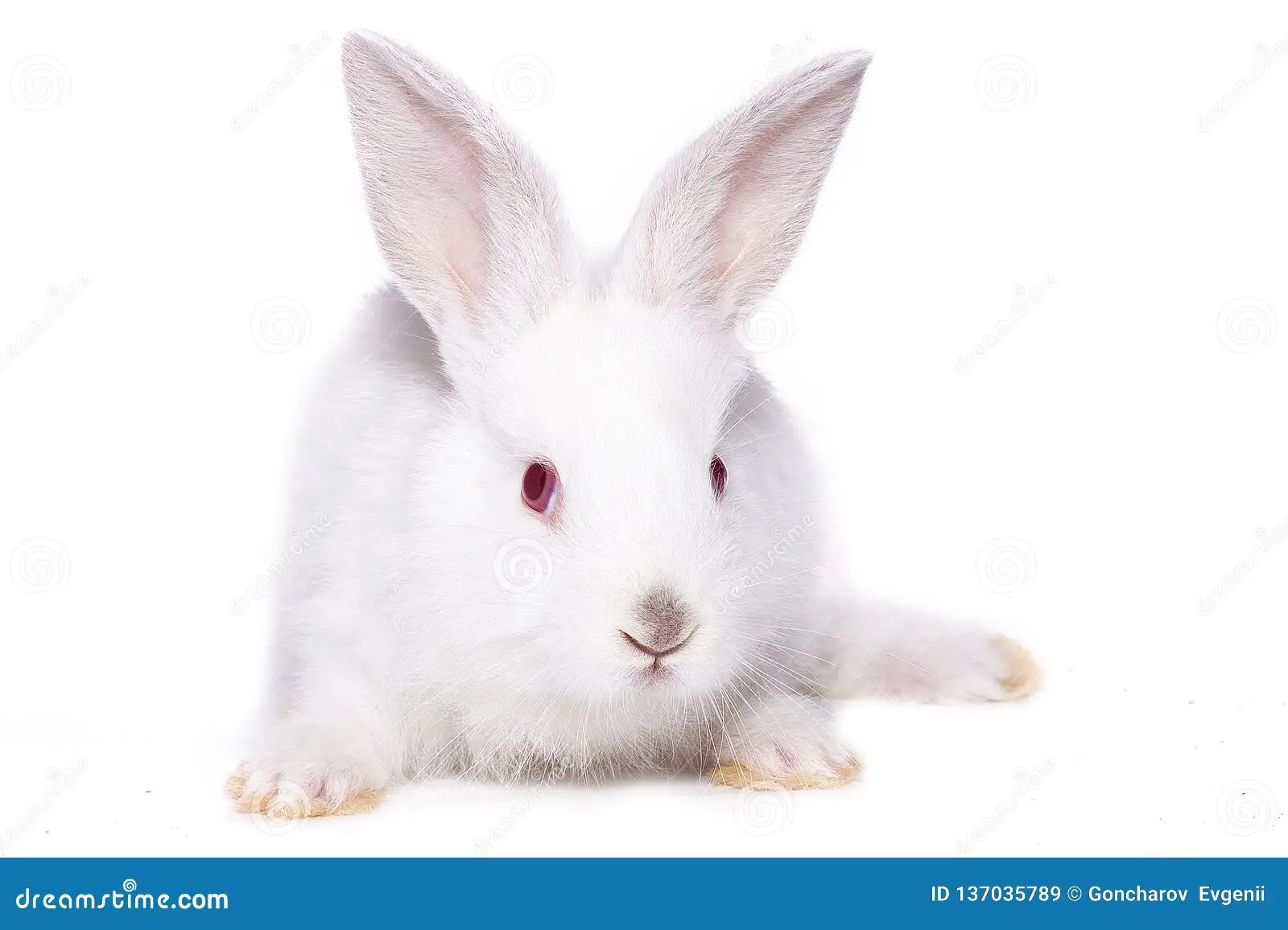 Little White Rabbit With Red Eyes, Isolate Imagem de Stock